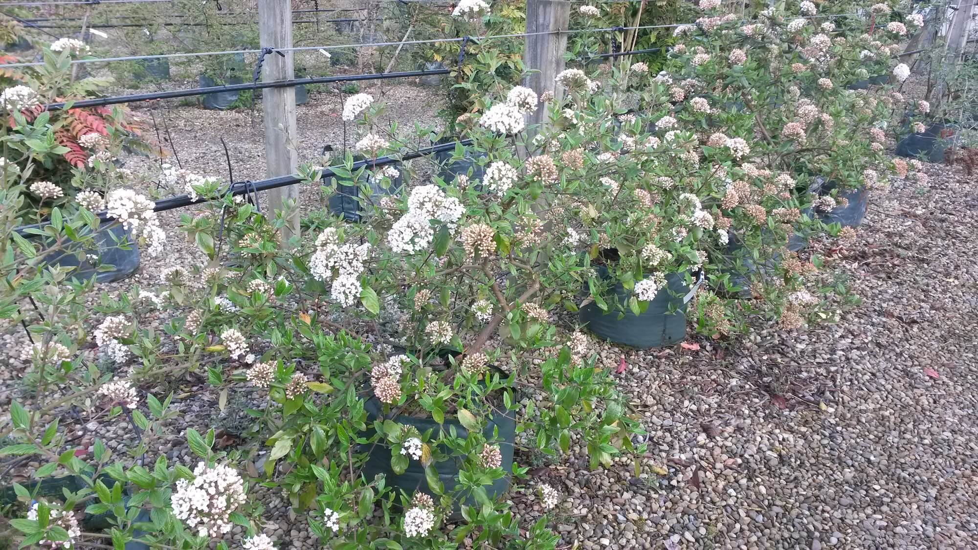 Viburnum Burkwoodii