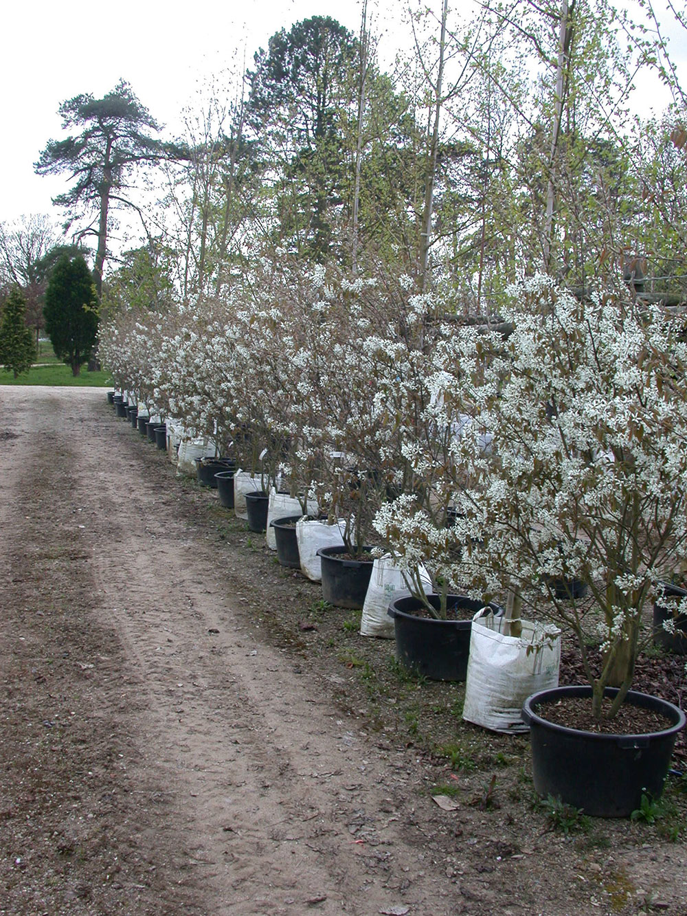 Amelanchier