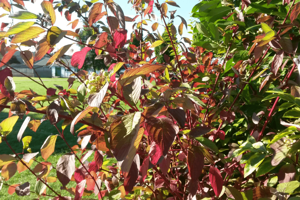Autumn leaves