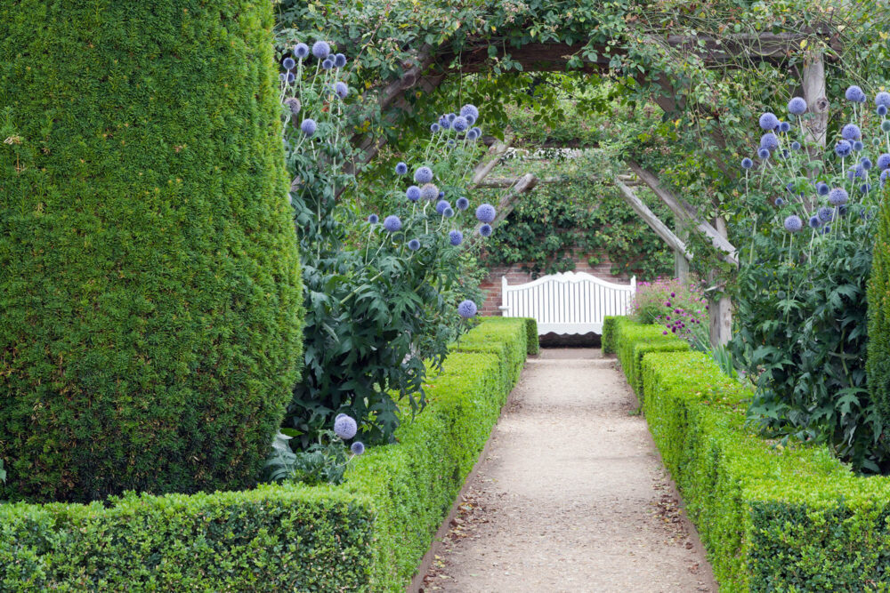 Evergreen hedge in garden