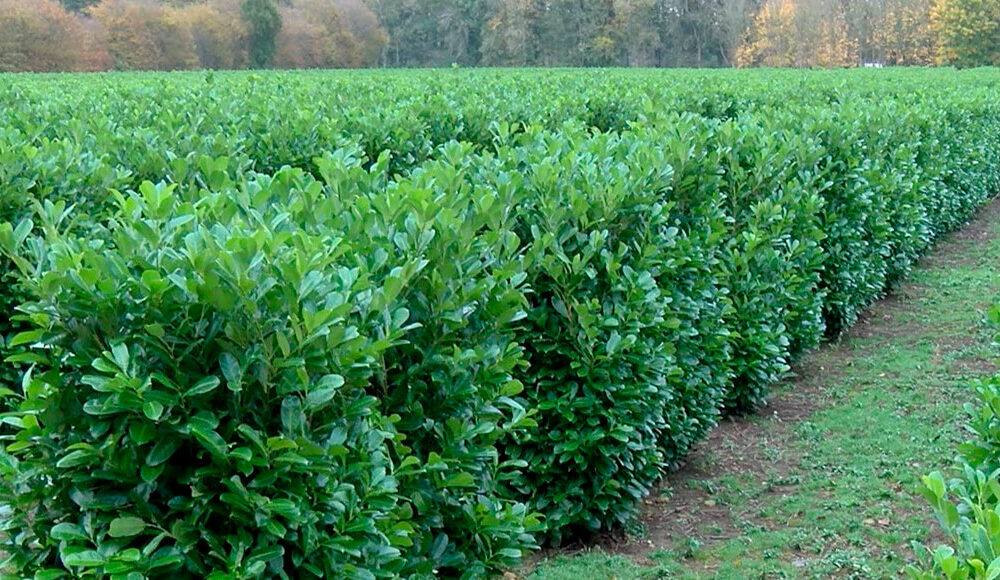 Wykeham Laurel Blocks in field