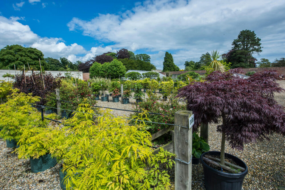 Wykeham Nursery in July