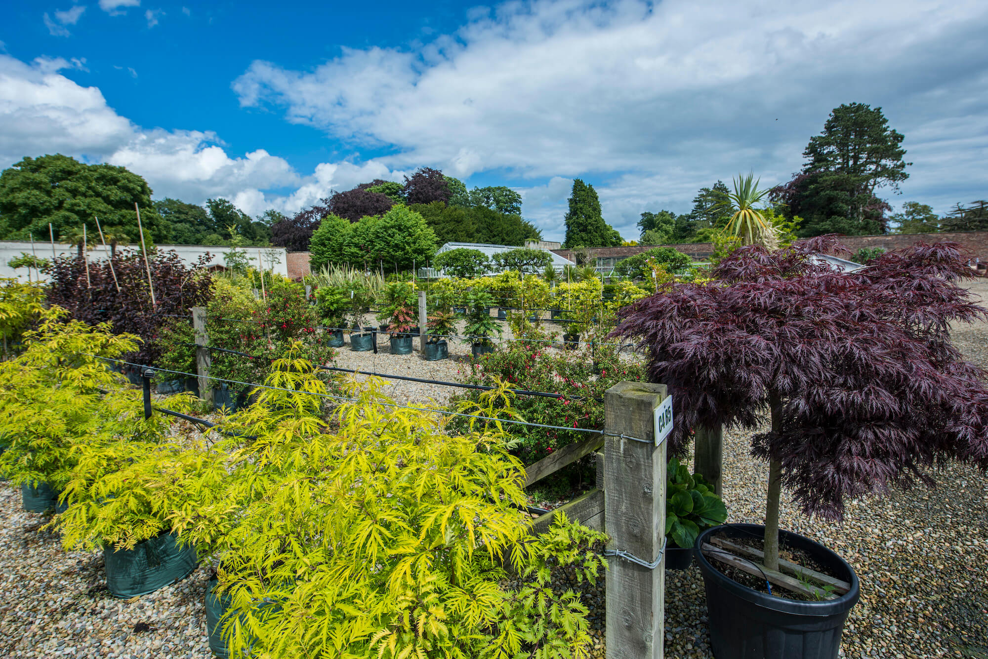 Blog What To Do in the Garden in September WMP Wykeham Mature Plants