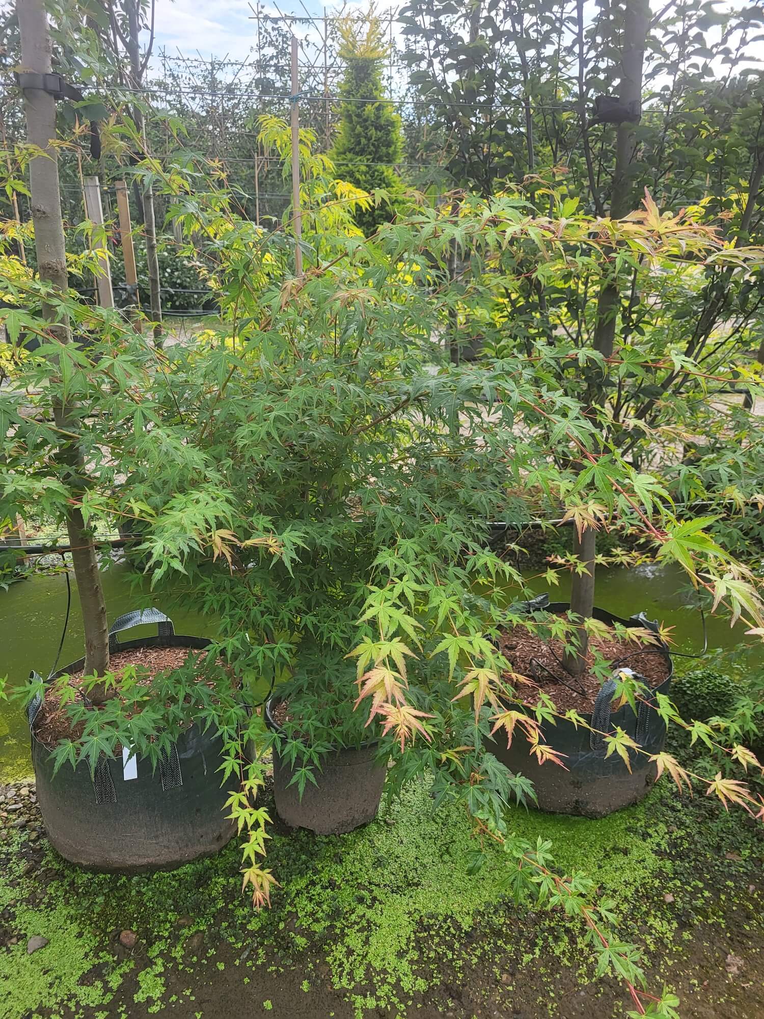 Coral Bark Maple Tree