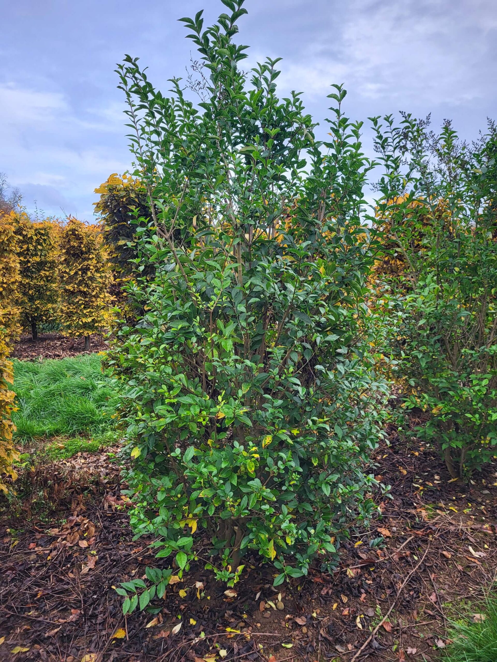 Privet hedge