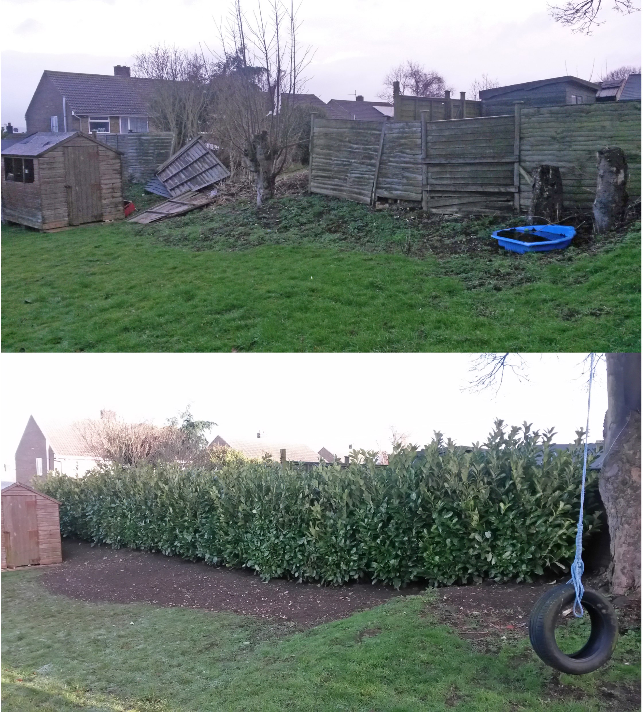 Fence blown down? Plant a hedge instead.