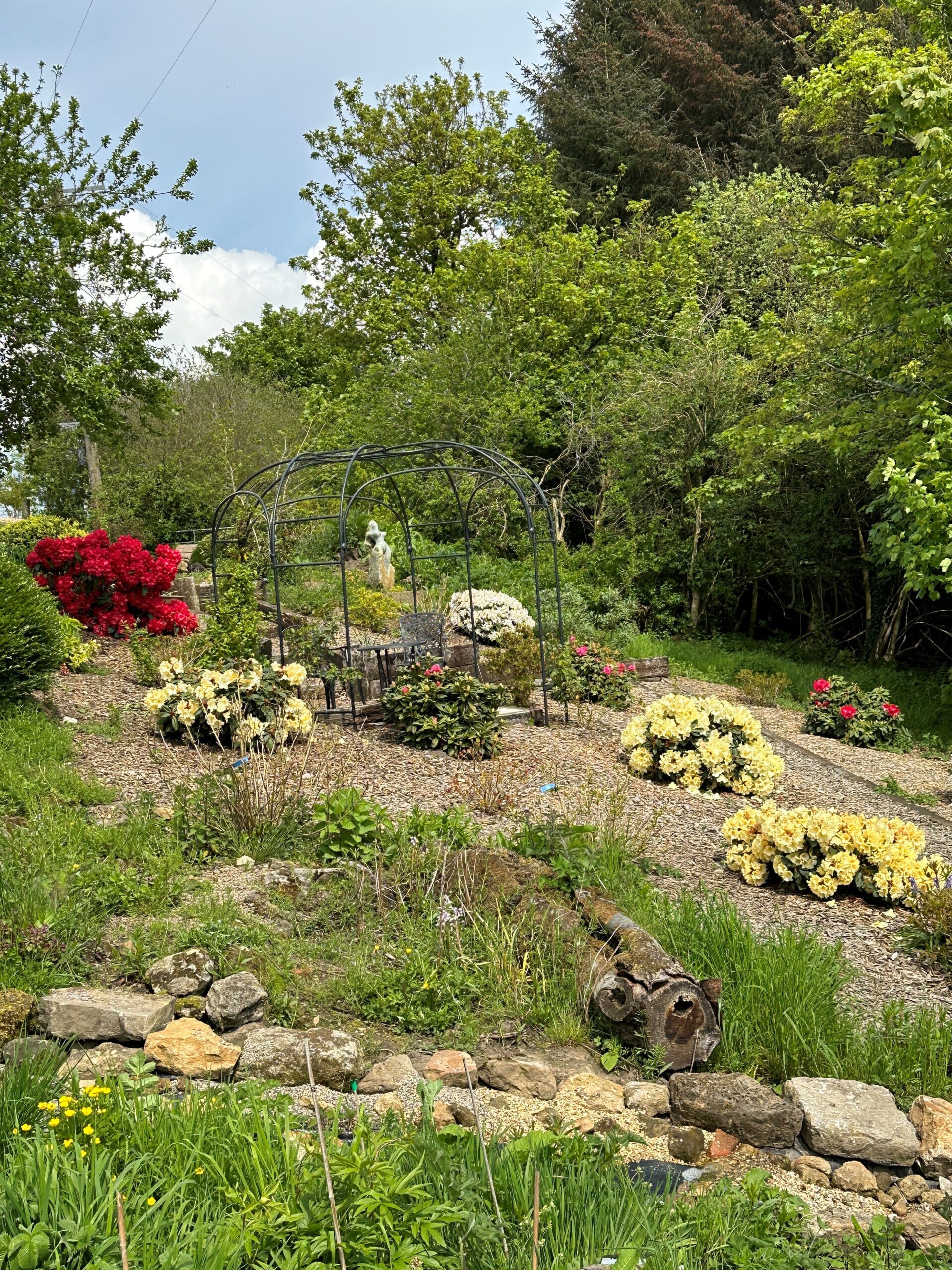 Rhododendrons sold by Wykeham Mature Plants in flower in their new home