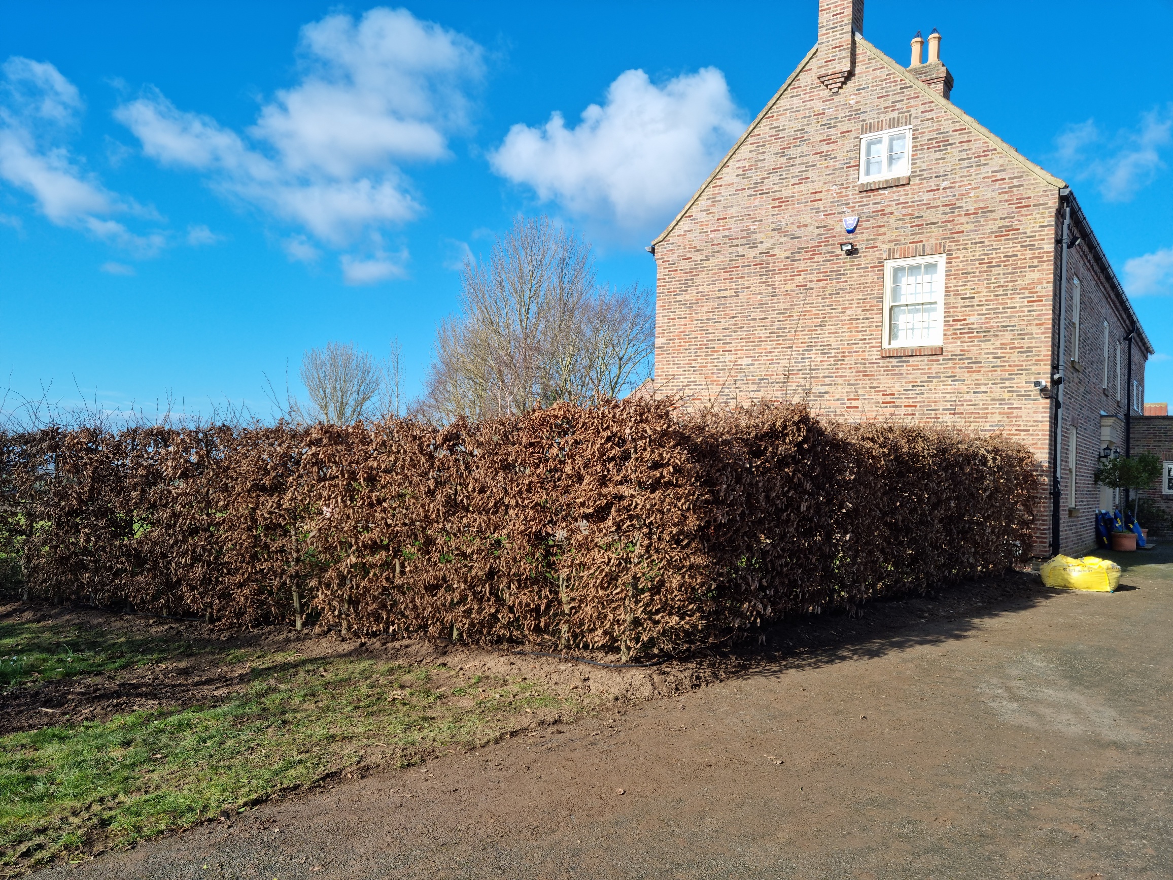 Instant Hornbeam Hedging immediately after planting in winter