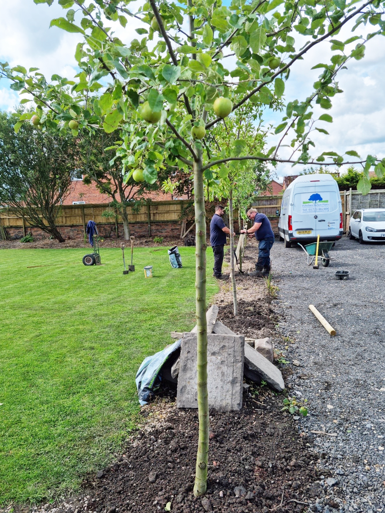 Staking fruit trees - part of our planting service