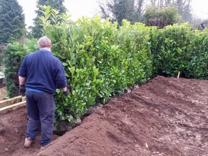 Planting instant hedging - part of our planting service