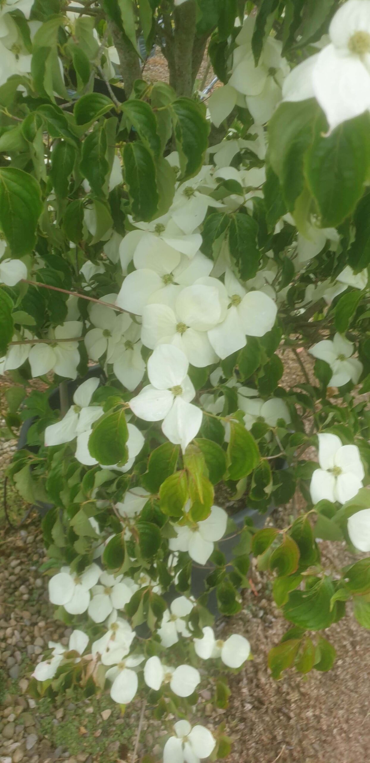 Chinese dogwood