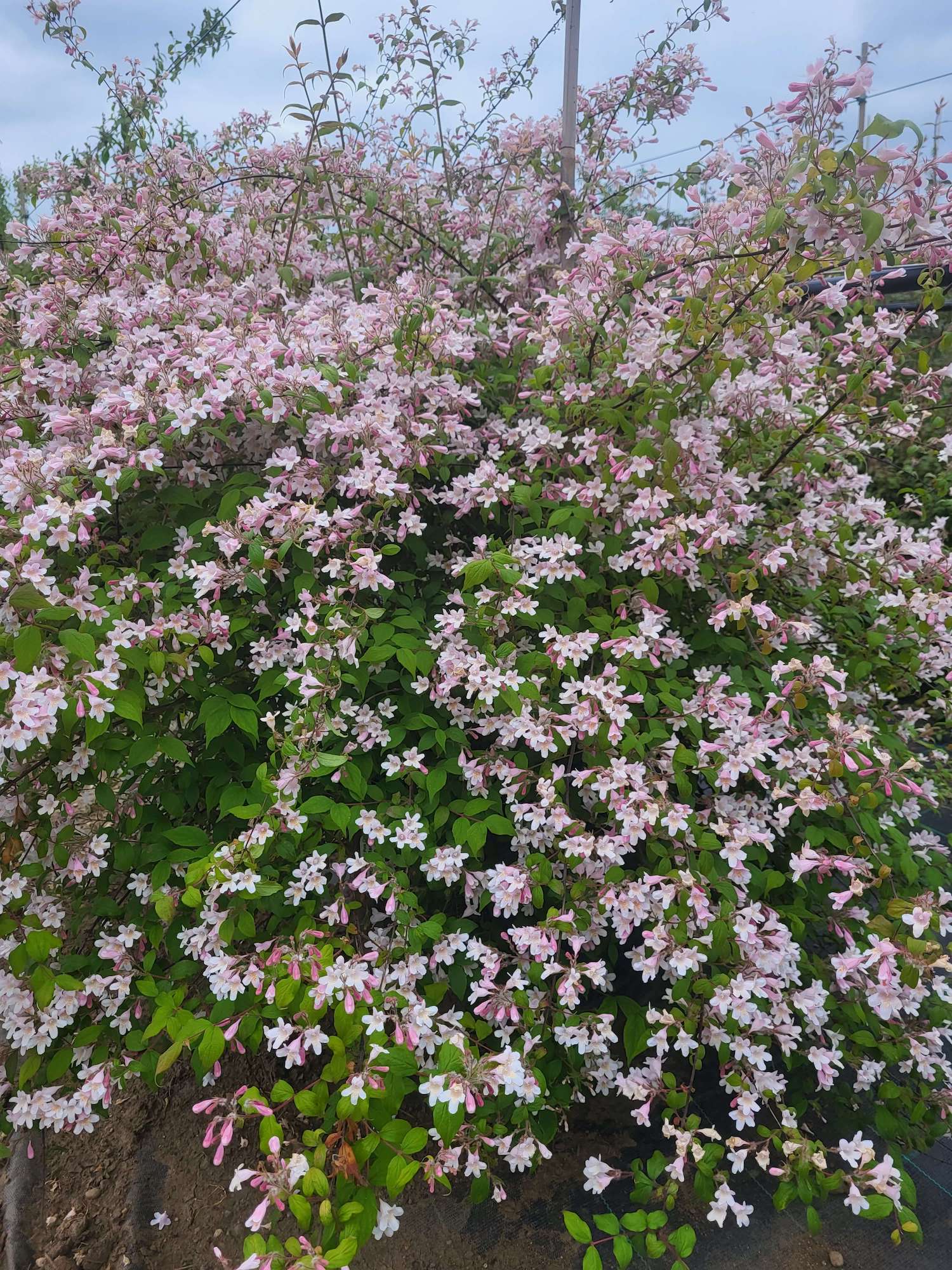 Beauty Bush Pink Cloud