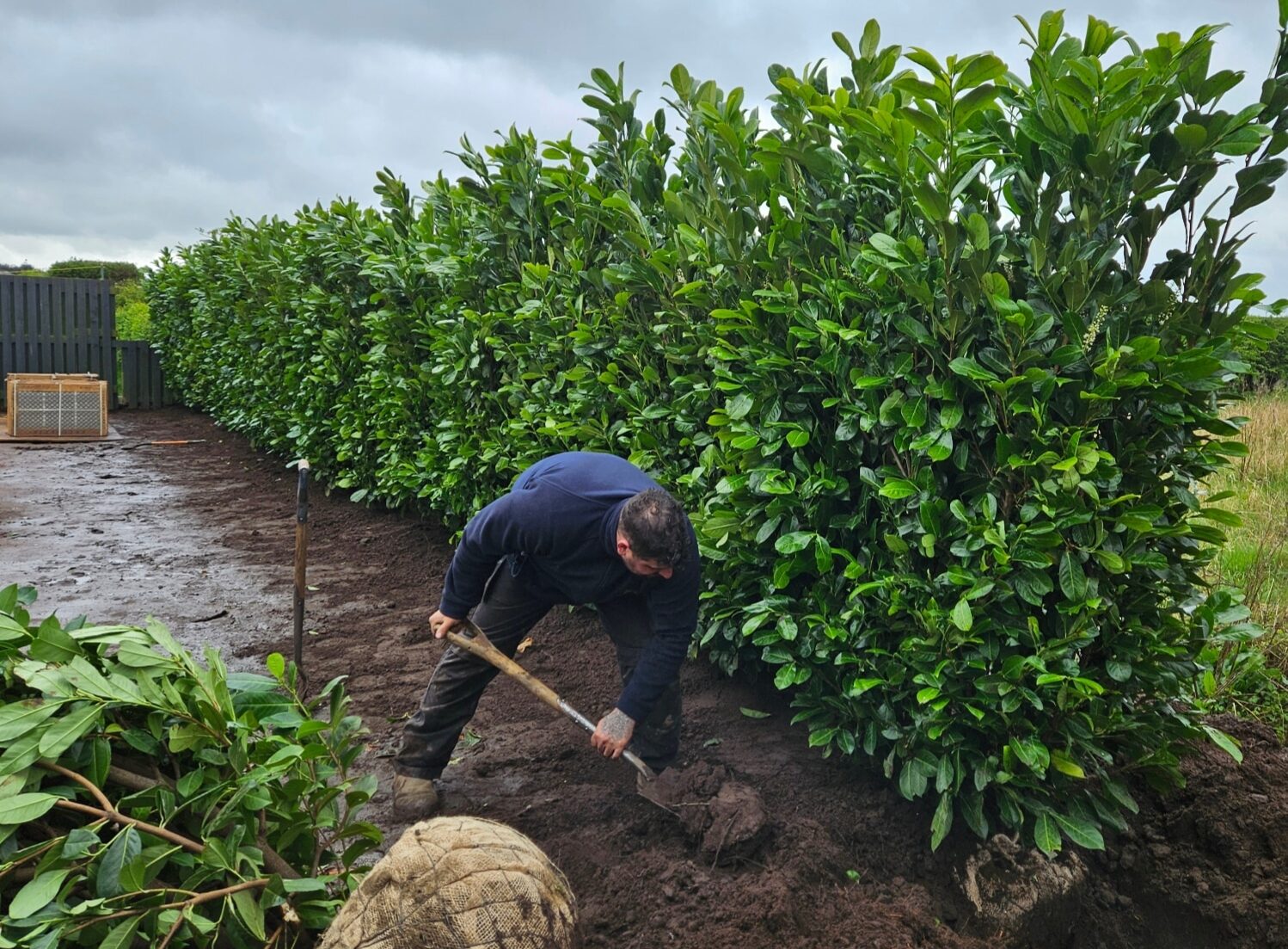 Wykeham Mature Plants - Planting services - Wykeham Mature Plants