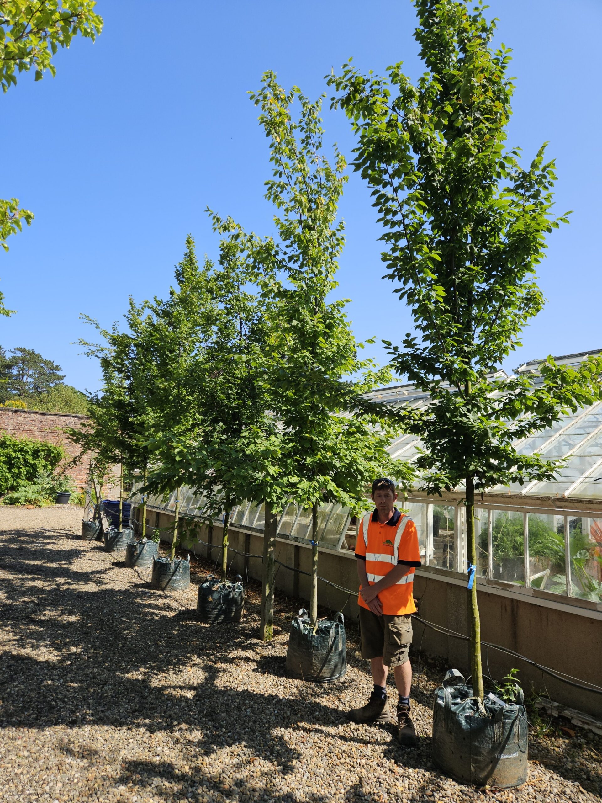 Carpinus betulus Hornbeam trees for sale from Wykeham Mature Plants